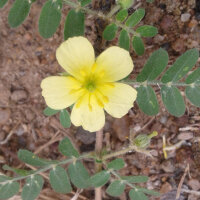 Croix-de-Malte (Tribulus terrestris) graines