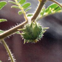 Croix-de-Malte (Tribulus terrestris) graines