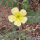 Croix-de-Malte (Tribulus terrestris) graines