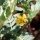 Croix-de-Malte (Tribulus terrestris) graines
