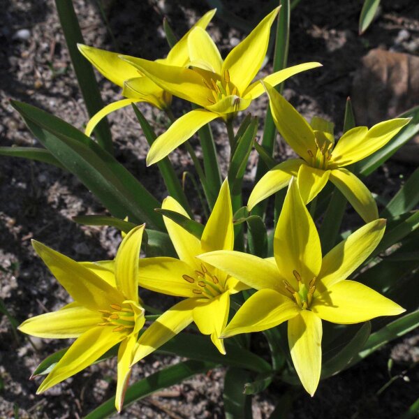 Tulipe des bois (Tulipa sylvestris) graines