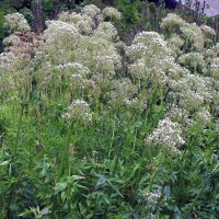 Valériane des collines (Valeriana officinalis)...