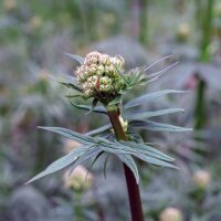 Valériane des collines (Valeriana officinalis)...