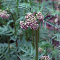 Valériane des collines (Valeriana officinalis) graines