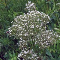 Valériane des collines (Valeriana officinalis) graines