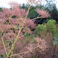 Valériane des collines (Valeriana officinalis) graines