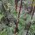Valériane des collines (Valeriana officinalis)