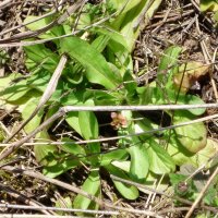 Mâche sauvage (Valerianella locusta)