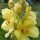 Molène à fleurs denses (Verbascum densiflorum) graines