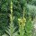 Molène à fleurs denses (Verbascum densiflorum) graines