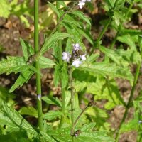 Verveine sauvage (Verbena officinalis) graines