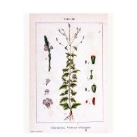 Verveine sauvage (Verbena officinalis) graines
