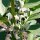 Féverole / fève de cheval (Vicia faba) graines