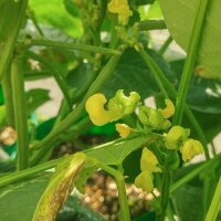 Haricot azuki (Vigna angularis) graines