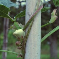 Dolique asperge / haricot-kilomètre (Vigna unguiculata subsp. sesquipedalis) graines
