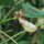 Dolique asperge / haricot-kilomètre (Vigna unguiculata subsp. sesquipedalis) graines