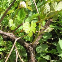 Vigne sauvage (Vitis vinifera ssp. sylvestris)