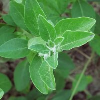 Ashwagandha (Withania somnifera) graines