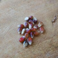 Maïs rouge Joro (Zea mays) graines