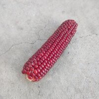 Maïs rouge Joro (Zea mays)