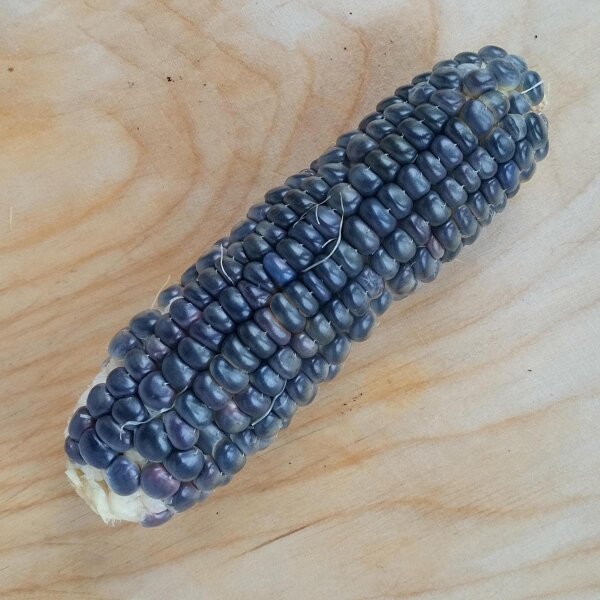 Maïs noir Black Aztec (Zea mays) graines