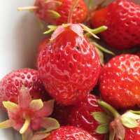 Fraise des bois Baron Solemacher (Fragaria vesca var....