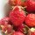 Fraise des bois Baron Solemacher (Fragaria vesca var. semperflorens) graines