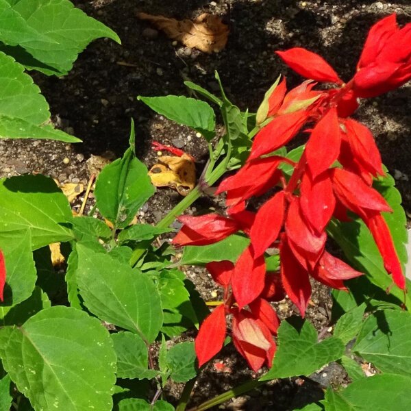Sauge rouge (Salvia splendens) graines