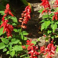 Sauge rouge (Salvia splendens) graines