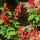 Sauge rouge (Salvia splendens) graines
