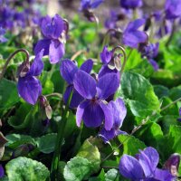 Violette odorante (Viola odorata) graines