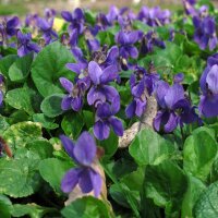 Violette odorante (Viola odorata) graines