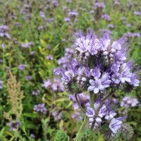 Phacélie à feuilles de tanaisie (Phacelia tanacetifolia) Bio semences