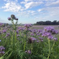 Phacélie à feuilles de tanaisie (Phacelia tanacetifolia) Bio semences