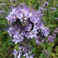 Phacélie à feuilles de tanaisie (Phacelia tanacetifolia) Bio semences