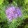 Phacélie à feuilles de tanaisie (Phacelia tanacetifolia) Bio semences