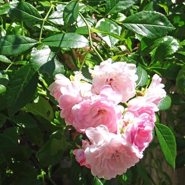 Rosier de Chine Angel Wings (Rosa chinensis) graines