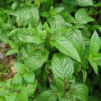 Menthe en épi / Menthe verte (Mentha viridis) graines