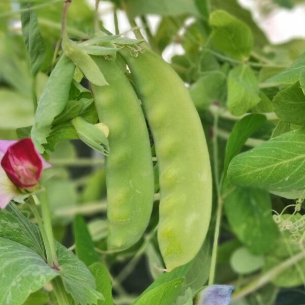 Pois mangetout dhiver Frieda Welten (Pisum sativum) bio graines