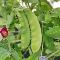 Pois mangetout dhiver Frieda Welten (Pisum sativum) bio...