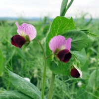 Pois mangetout dhiver Frieda Welten (Pisum sativum) bio graines