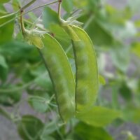 Pois mangetout dhiver Frieda Welten (Pisum sativum) bio graines
