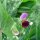 Pois mangetout dhiver Frieda Welten (Pisum sativum) bio graines