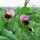 Pois mangetout dhiver Frieda Welten (Pisum sativum) bio semences