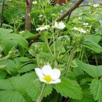 Fraisier musqué (Fragaria moschata) graines