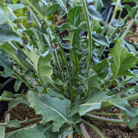 Chou brocoli (Brassica oleracea var. Italica) Bio