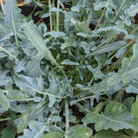 Chou brocoli (Brassica oleracea var. Italica) Bio