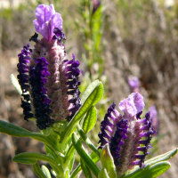 Lavande papillon (Lavandula stoechas) graines