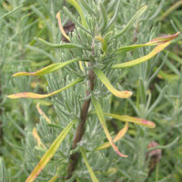 Lavande papillon (Lavandula stoechas) graines