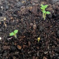 Pommes de terre (Solanum tuberosum) graines
